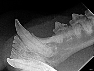 Tooth resorption on left lower third premolar