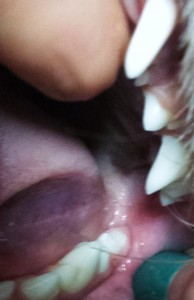 Left lower third molar?