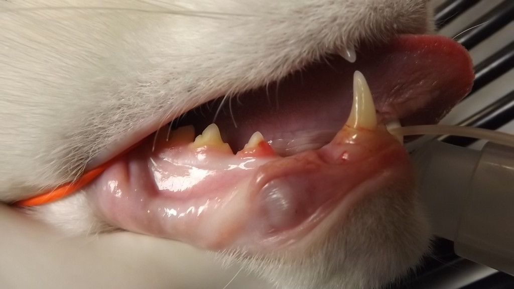 Feline Tooth Resorption? Or Not? PetED