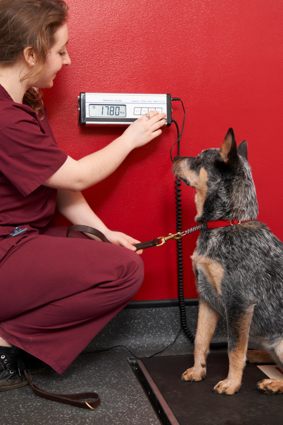 Vet tech weighing dog