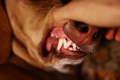 How Frequently Are Your Clients Providing Dental Services for Their Pets