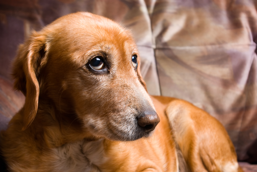 Taking Great Pains to Alleviate Pet Pain