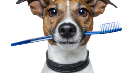 And the Results of the Veterinary Technician Toothbrushing Poll ARE….